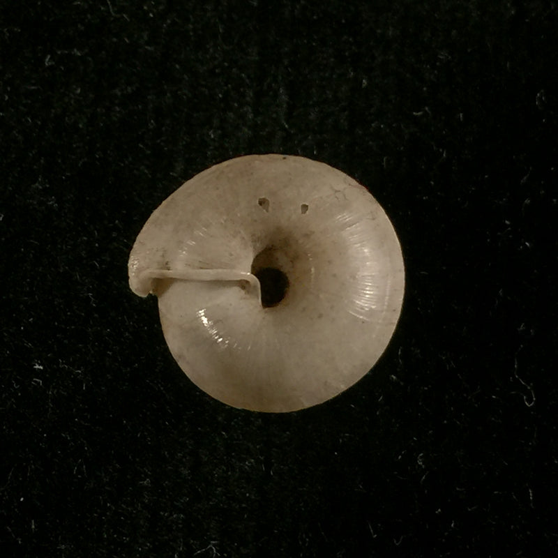 Mastigophallus rangianus (Michaud, 1831) - 11,2mm