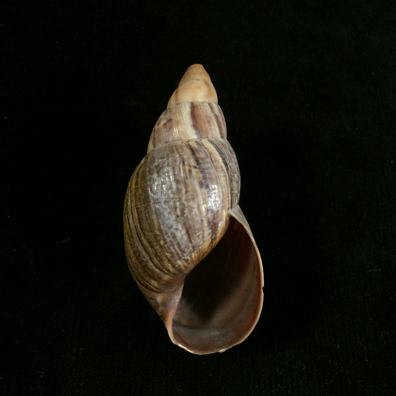 Quechua olmosensis (Zilch, 1954) - 70,6mm