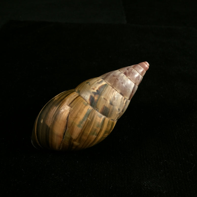 Corona loroisiana (Hupé, 1857)- 74,3mm