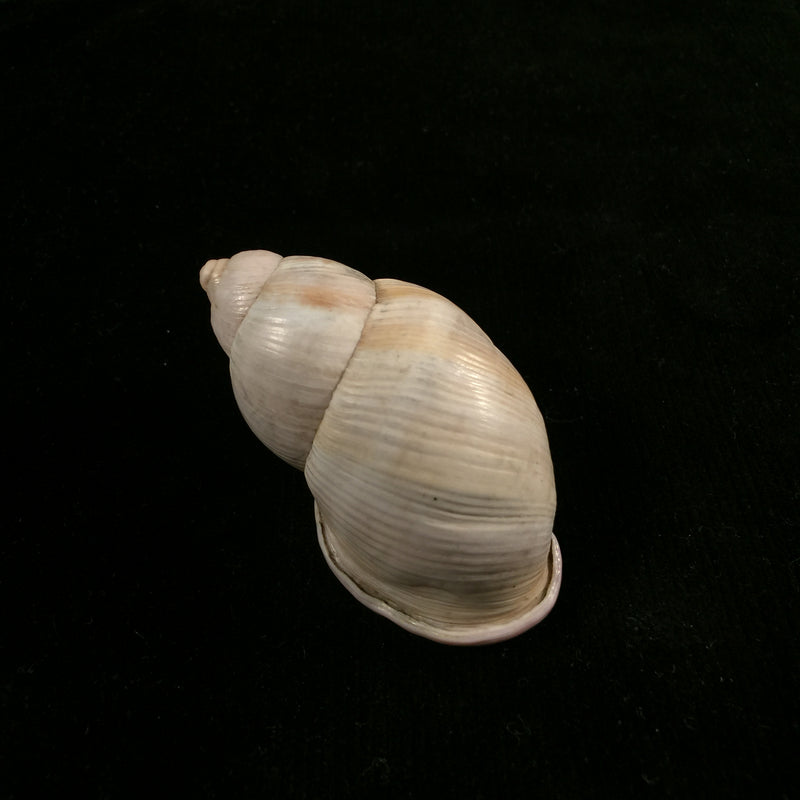 Porphyrobaphe iostoma (G. B. Sowerby I, 1824) - 59mm