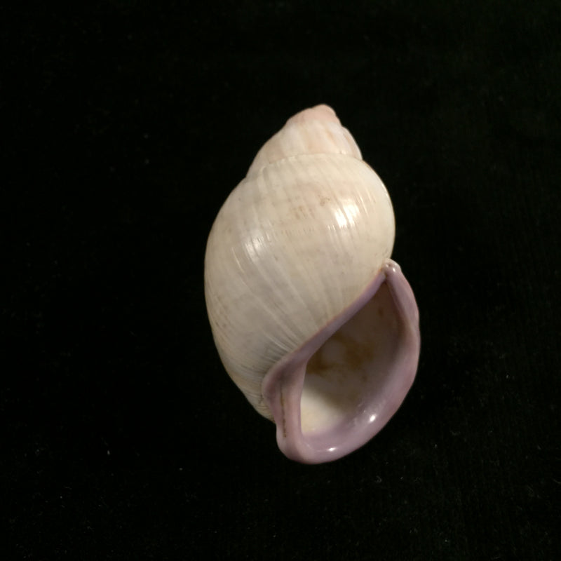 Porphyrobaphe iostoma (G. B. Sowerby I, 1824) - 59mm