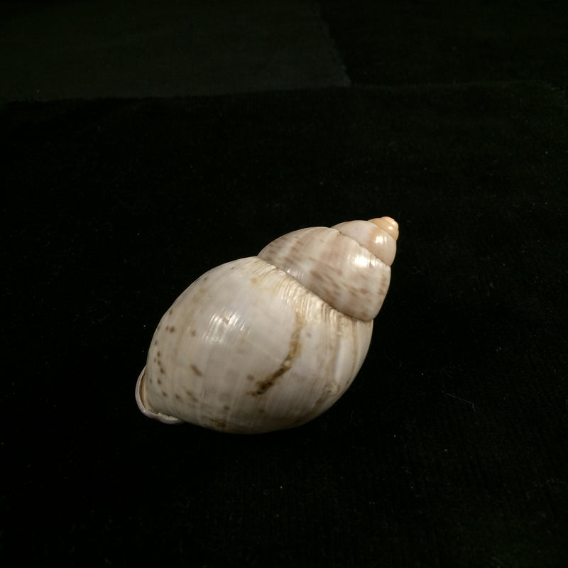 Porphyrobaphe iostoma (G. B. Sowerby I, 1824) - 60,4mm