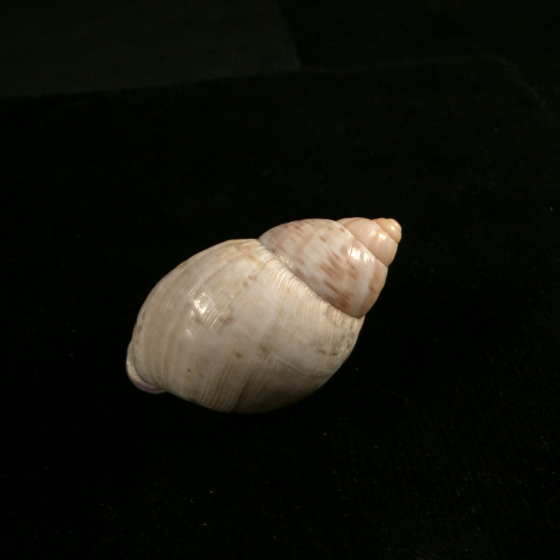 Porphyrobaphe iostoma (G. B. Sowerby I, 1824) - 59,4mm