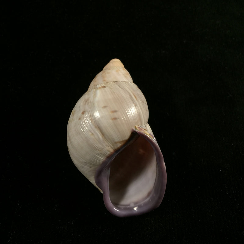 Porphyrobaphe iostoma (G. B. Sowerby I, 1824) - 59,4mm