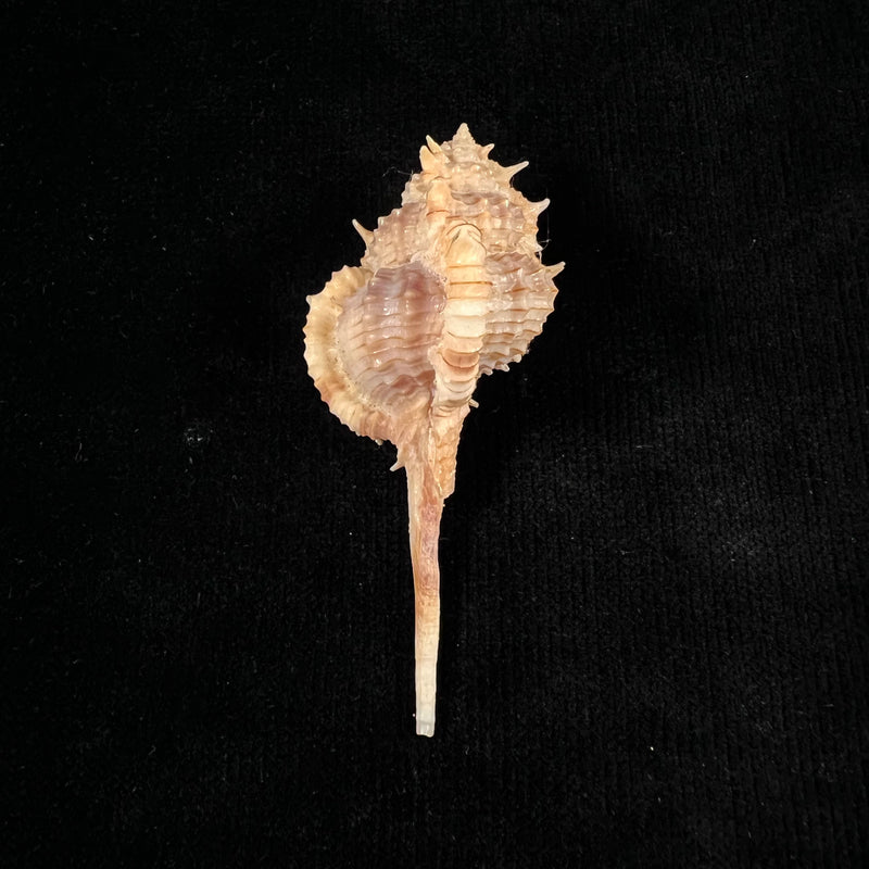Vokesimurex tricoronis (Berry, 1960) - 77,1mm