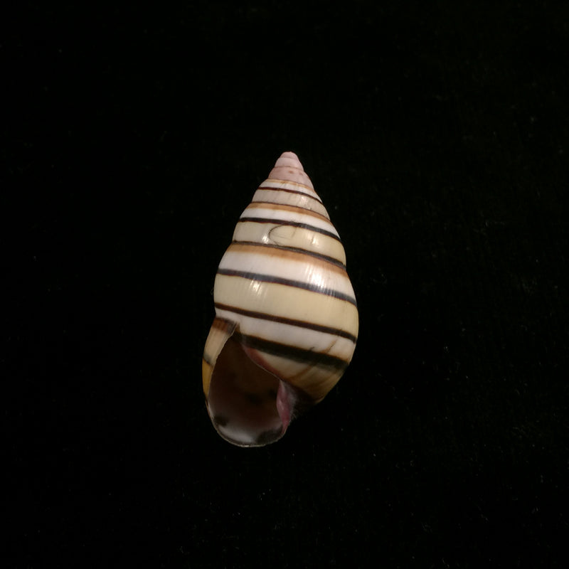 Liguus vittatus (Swainson, 1822) - 37,1mm