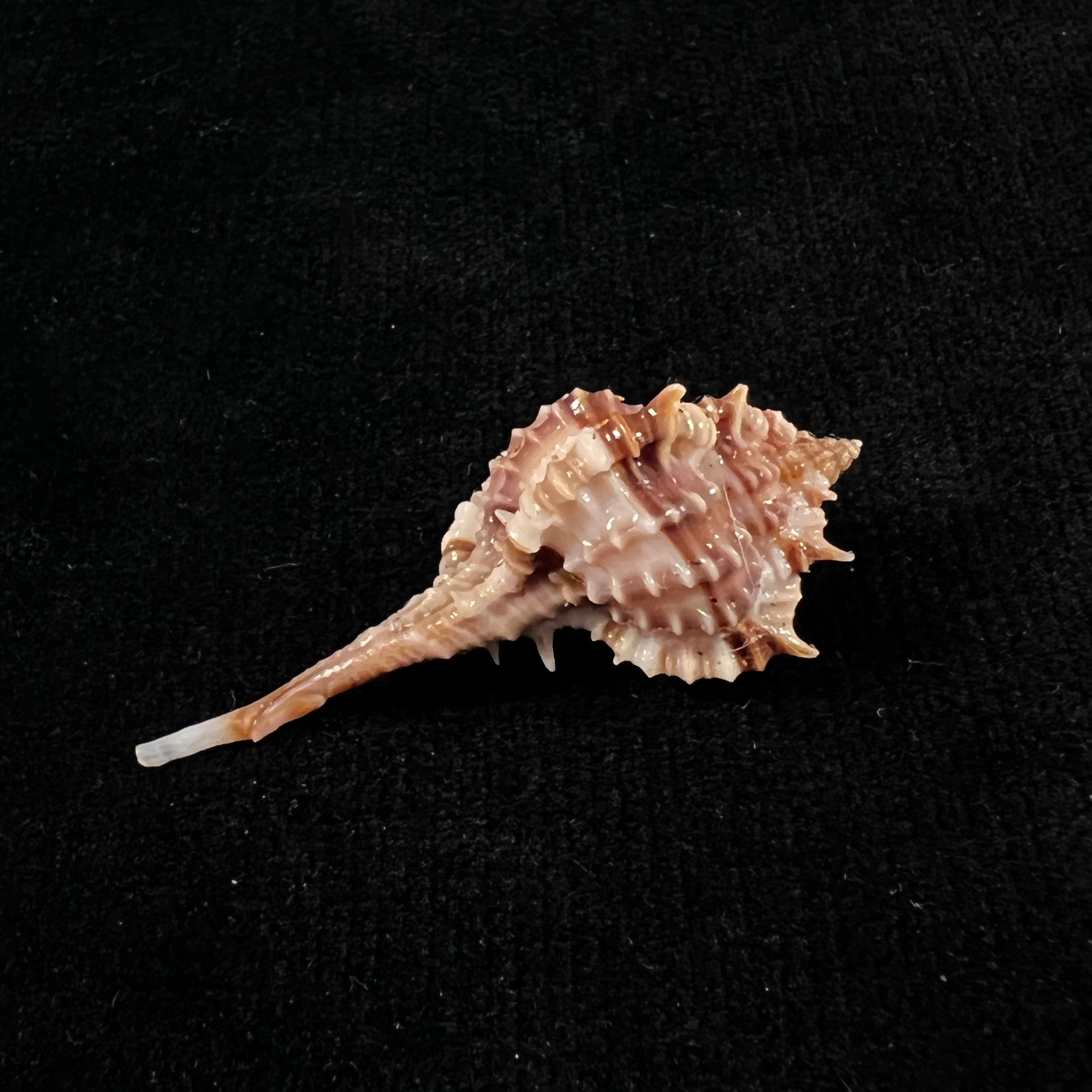 Vokesimurex recurvirostris (Broderip, 1833) - 42,9mm