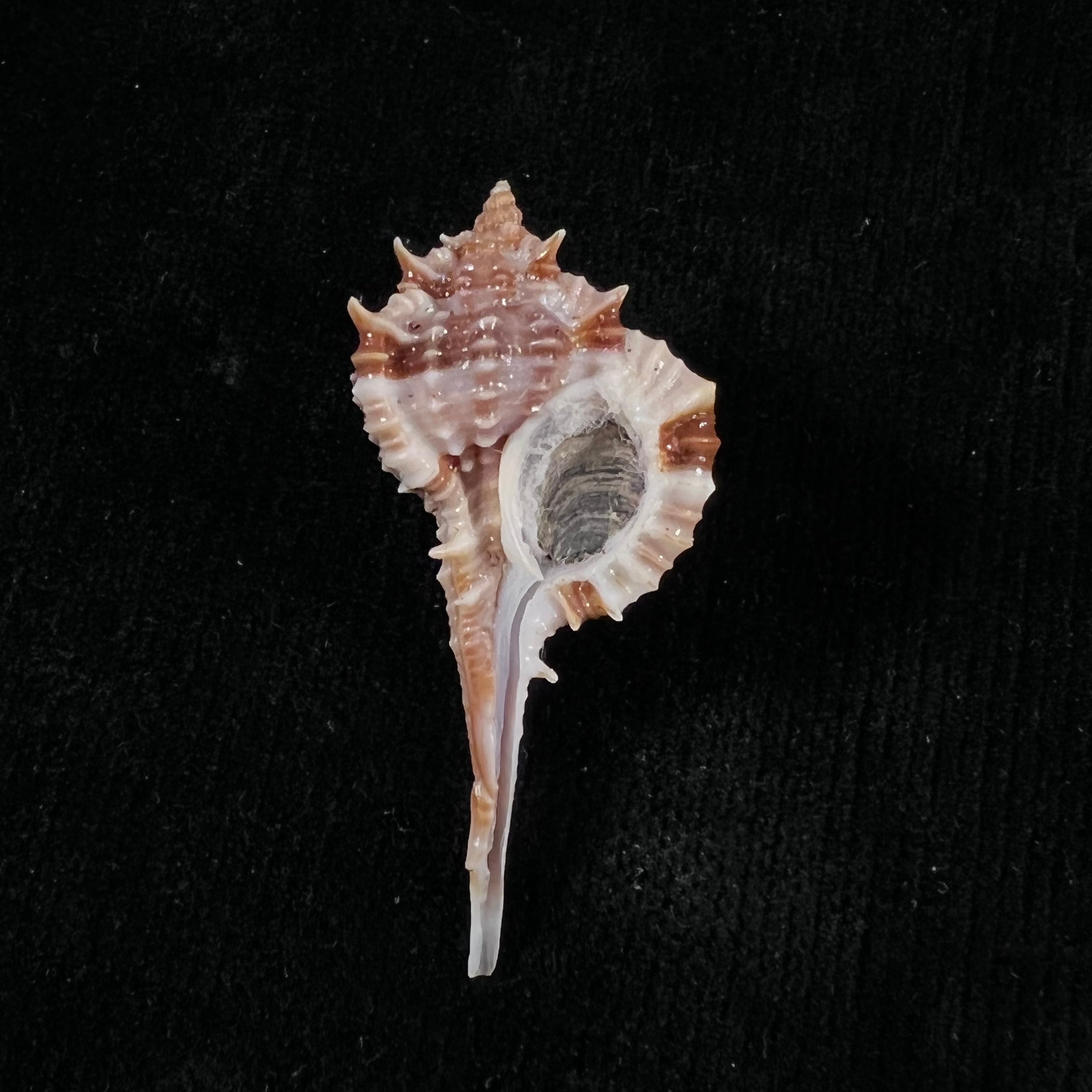 Vokesimurex recurvirostris (Broderip, 1833) - 42,9mm