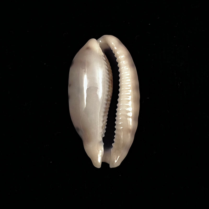 Talostolida pellucens panamensis (Lorenz, 2002) - 37,6mm