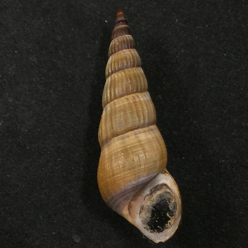 Melanoides dactylus (Lea, 1850) - 50mm