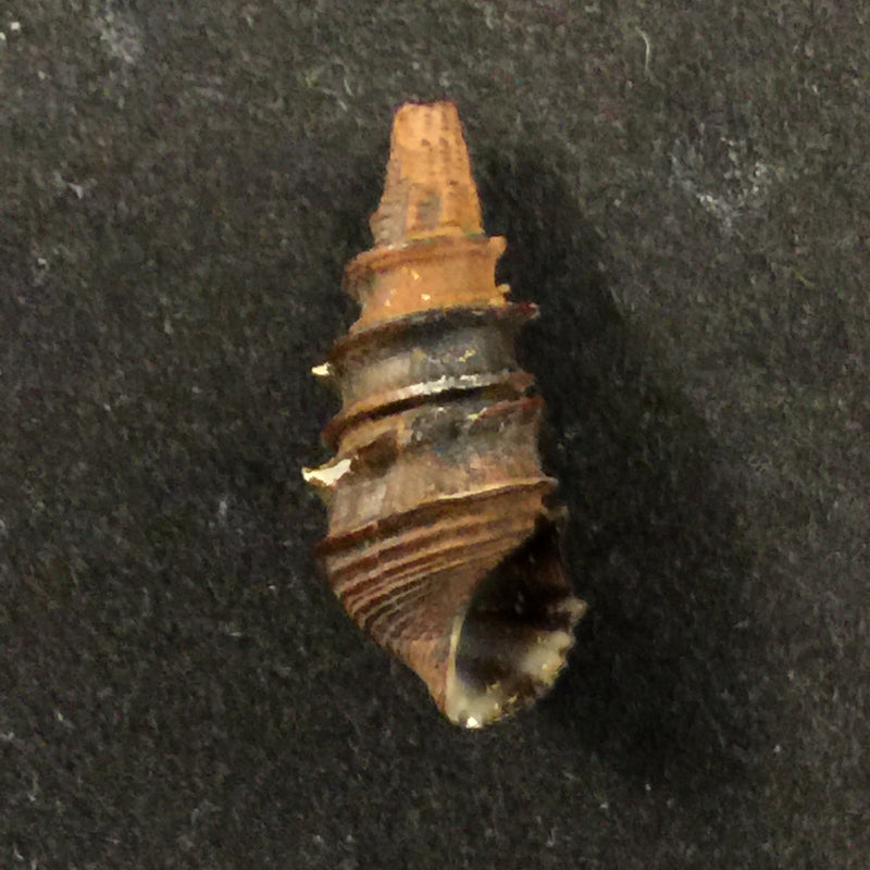 Pachymelania fusca (Gmelin, 1791) - 19,7mm