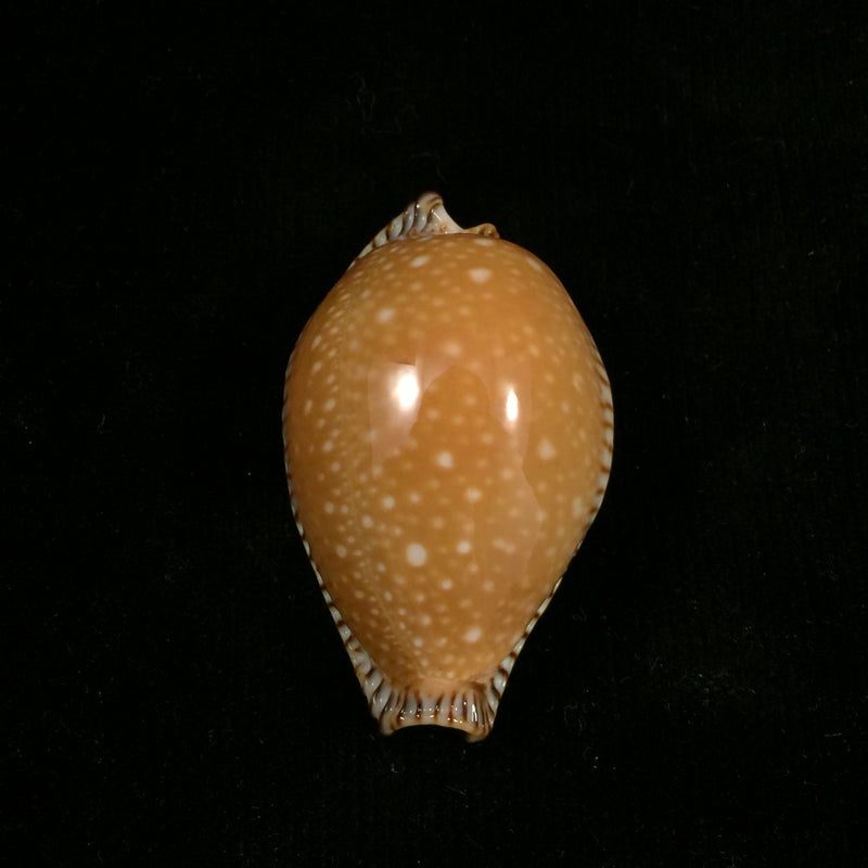 Perisserosa guttata surinensis bengalensis Raybaudi, 1978