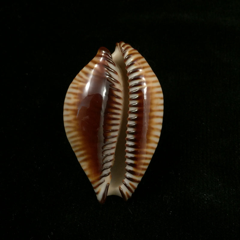 Perisserosa guttata surinensis bengalensis Raybaudi, 1978