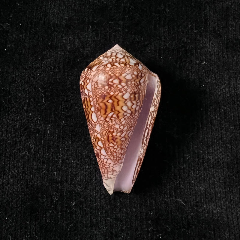 Conus dalli Stearns, 1873 - 43,3mm