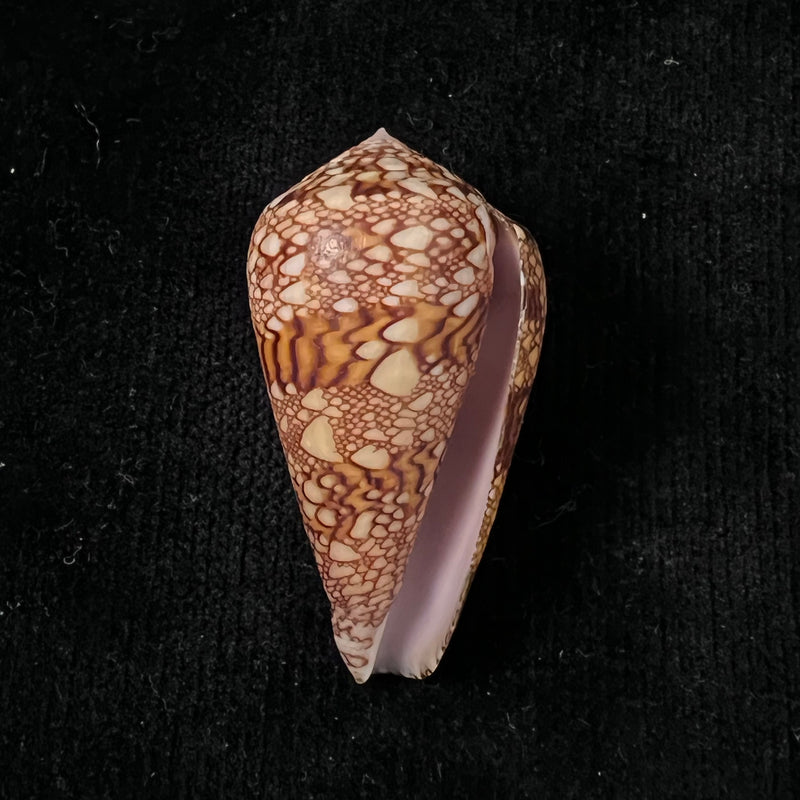 Conus dalli Stearns, 1873 - 44,2mm