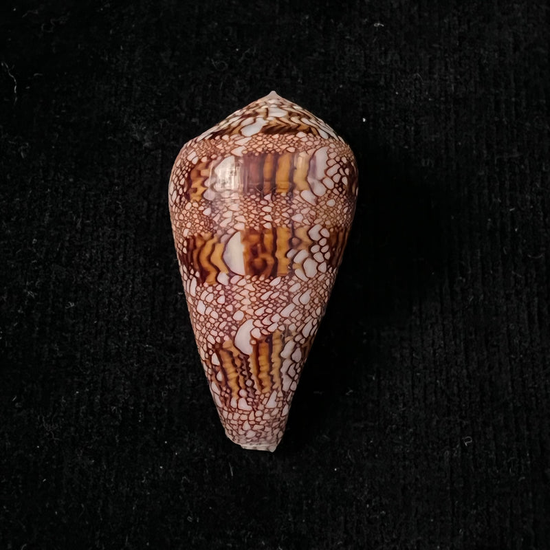 Conus dalli Stearns, 1873 - 44,7mm