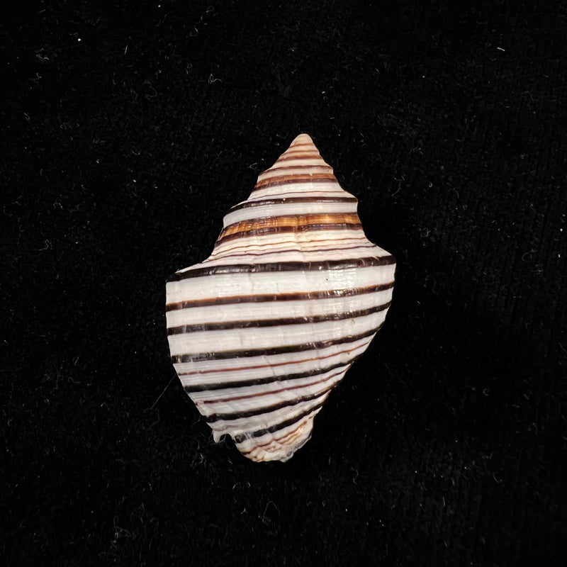 Opeatostoma pseudodon (Burrow, 1815) - 43,5mm