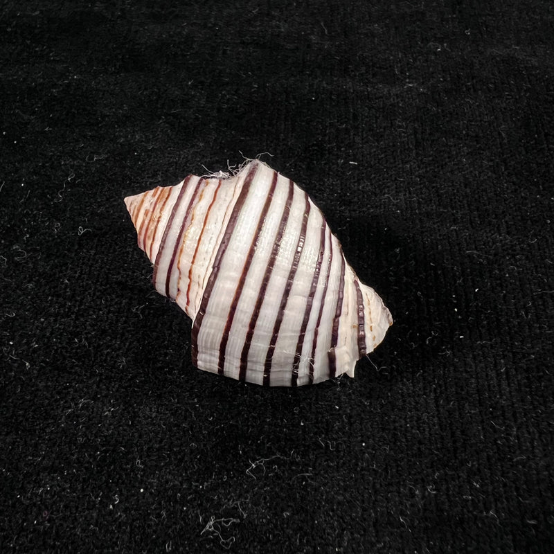 Opeatostoma pseudodon (Burrow, 1815) - 42,2mm