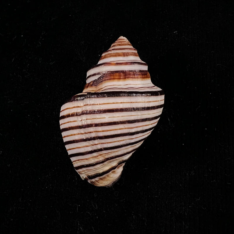 Opeatostoma pseudodon (Burrow, 1815) - 49,6mm
