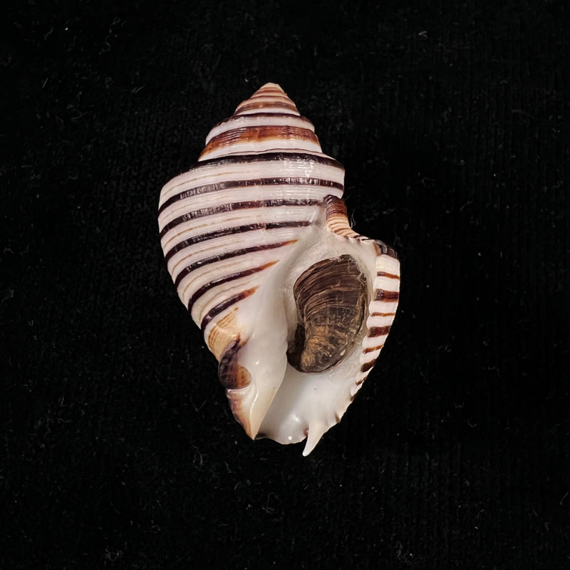 Opeatostoma pseudodon (Burrow, 1815) - 49,6mm