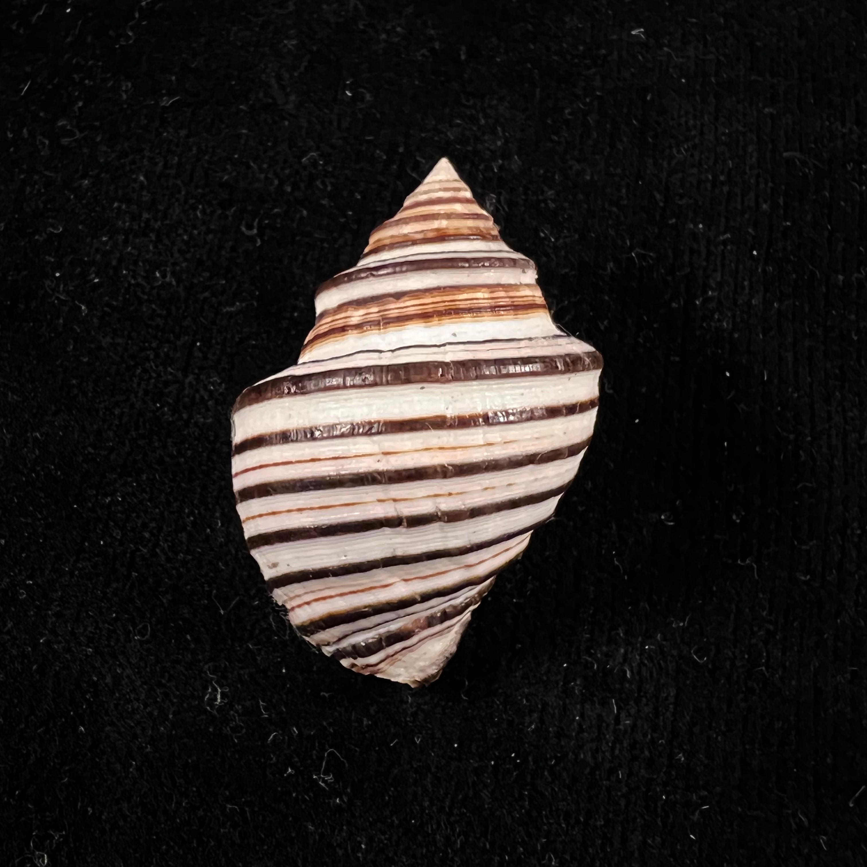 Opeatostoma pseudodon（Burrow，1815）- 43,2毫米