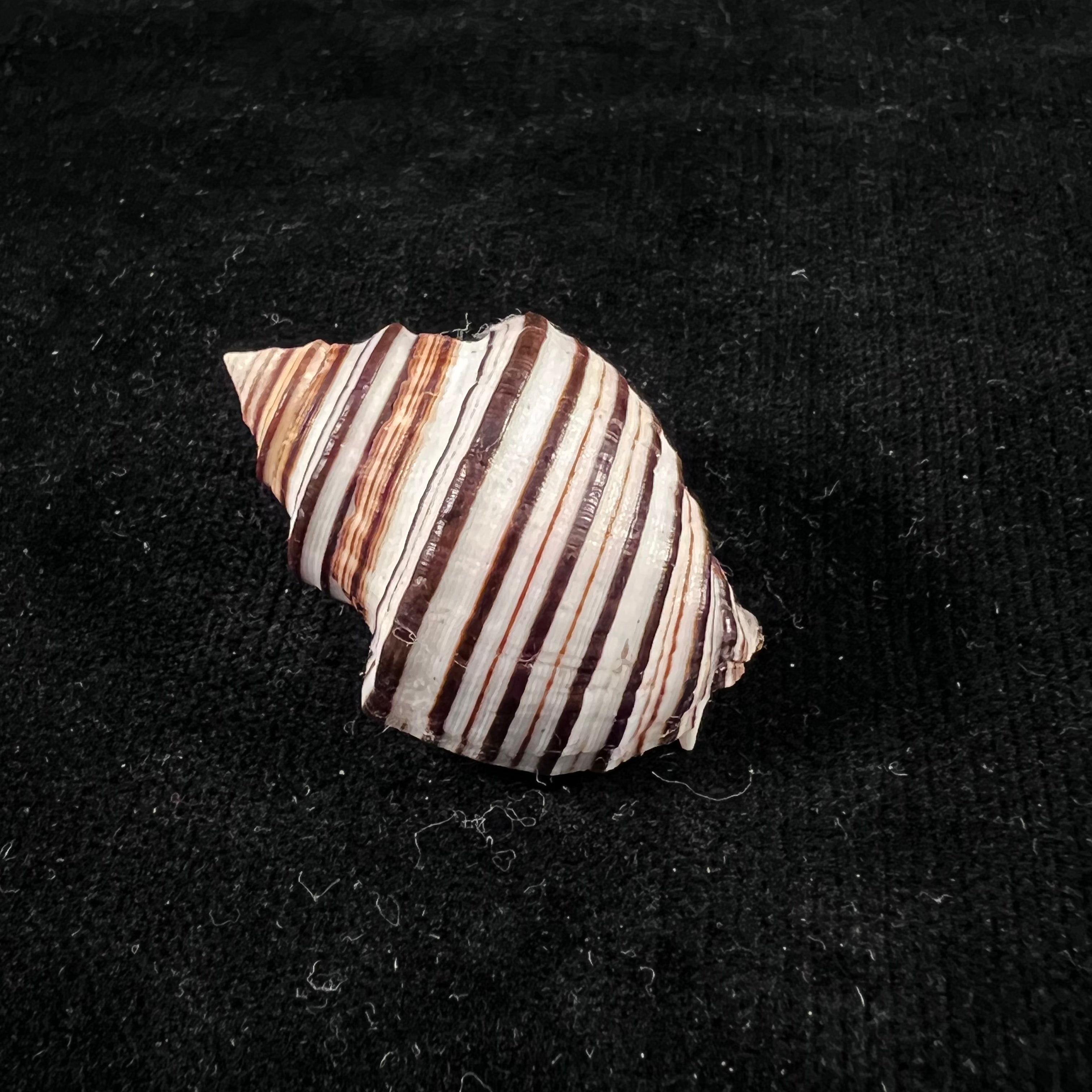 Opeatostoma pseudodon（Burrow，1815）- 43,2毫米