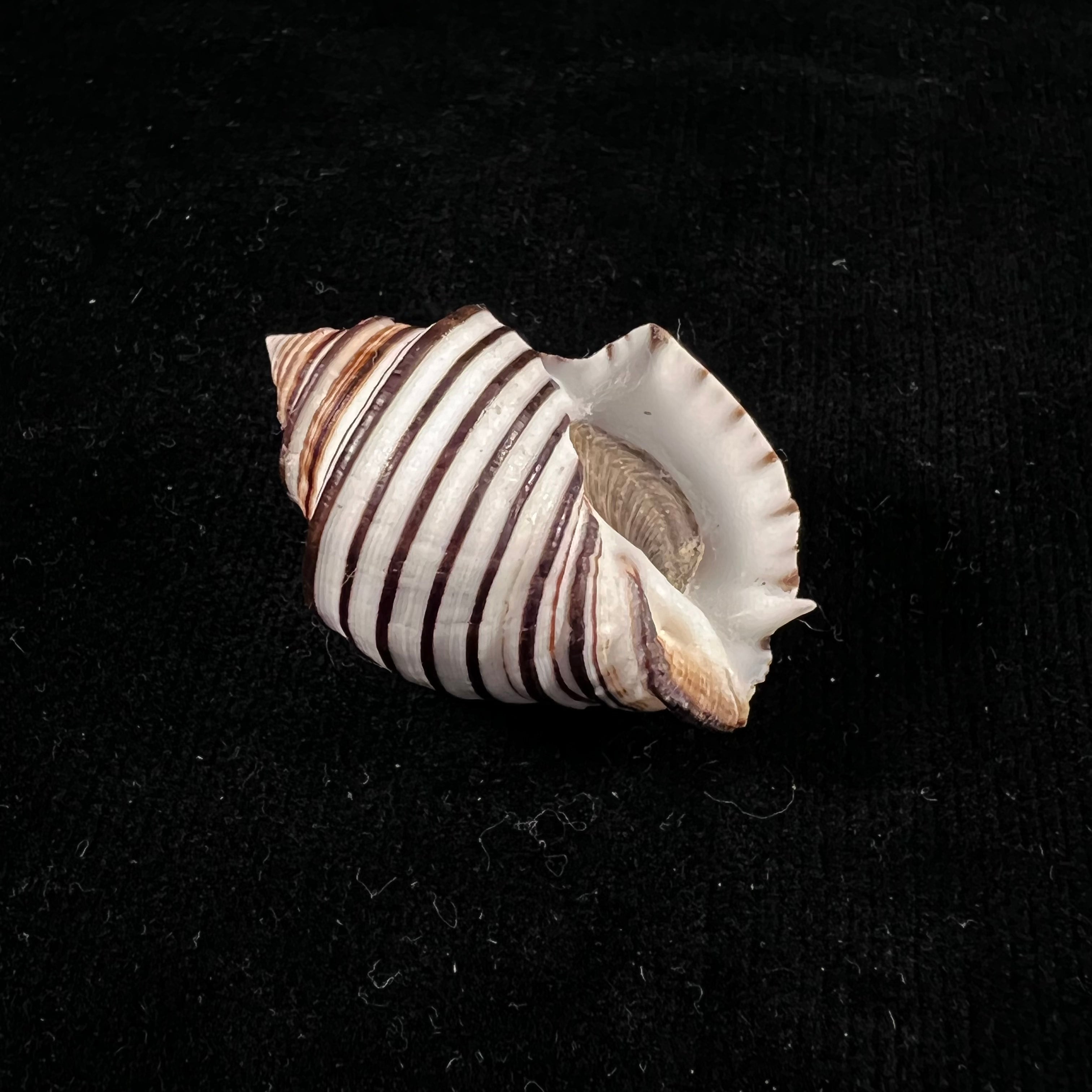Opeatostoma pseudodon（Burrow，1815）- 43,2毫米