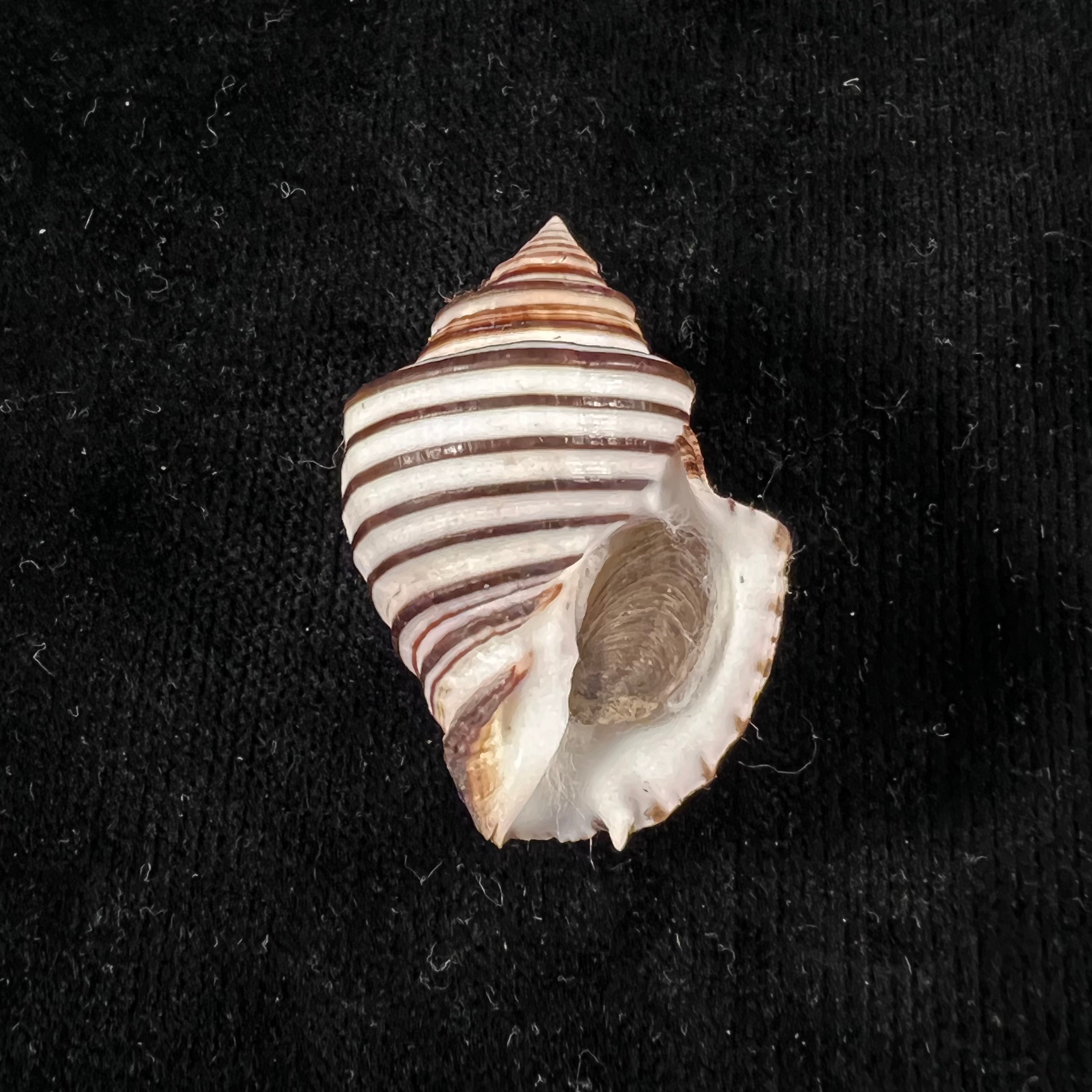 Opeatostoma pseudodon（Burrow，1815）- 43,2毫米