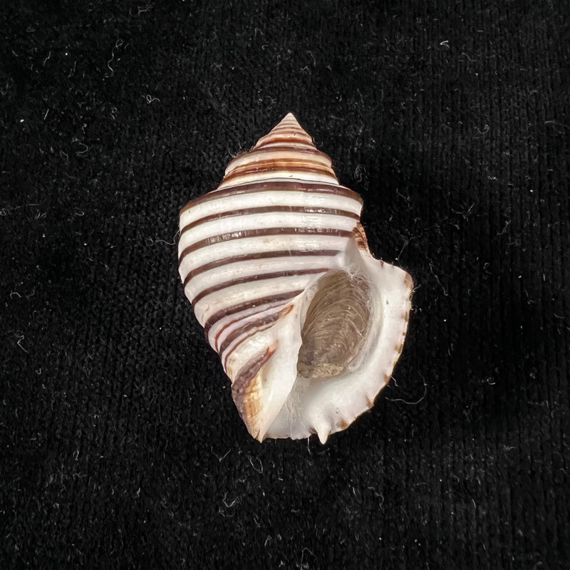 Opeatostoma pseudodon (Burrow, 1815) - 43,2mm
