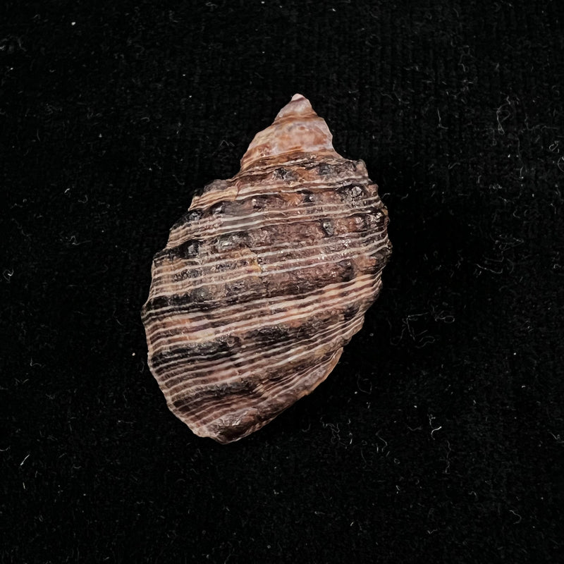Plicopurpura columellaris (Lamarck, 1816) - 40,3mm