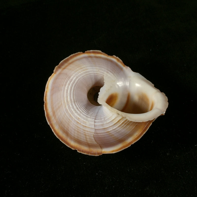 Tropidophora occlusa (Mörch, 1852) - 63,3mm