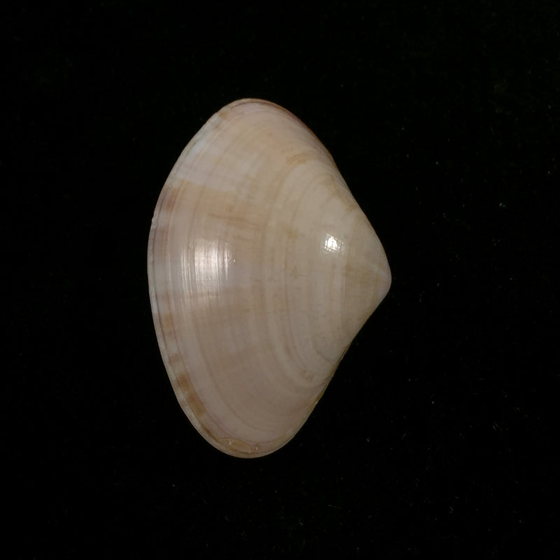 Tivela dentaria (Lamarck, 1818) - 28,1mm