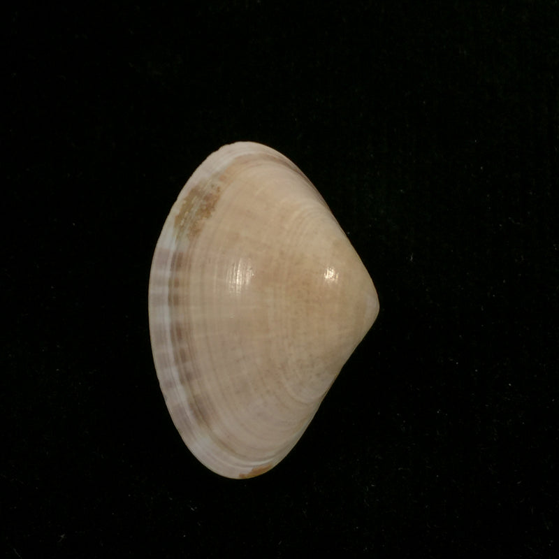 Tivela dentaria (Lamarck, 1818) - 29,2mm