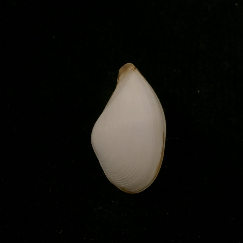 Caryocorbula nasuta (G. B. Sowerby I, 1833) - 22,9mm