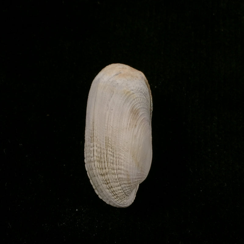 Petricola denticulata G. B. Sowerby I, 1834 - 29,1mm
