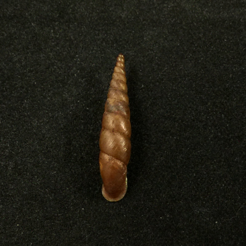 Phaedusa filicostata Stoliczka, 1873 - 20,1mm