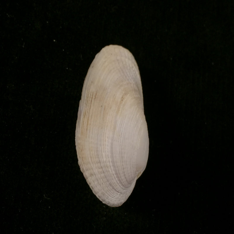 Petricola denticulata G. B. Sowerby I, 1834 - 34,8mm