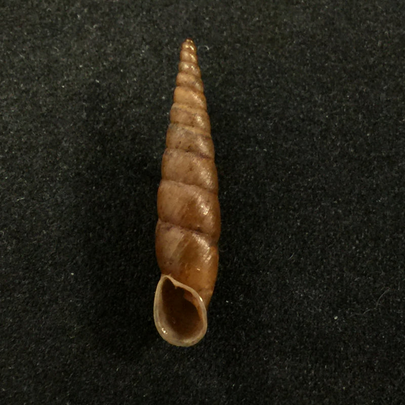 Phaedusa filicostata Stoliczka, 1873 - 20,1mm
