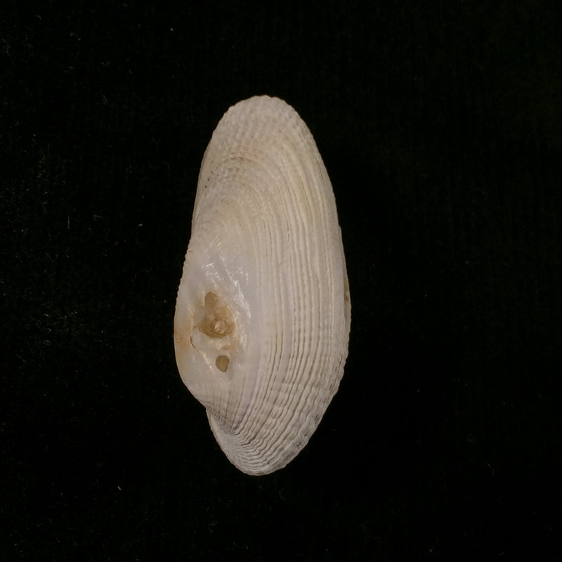 Petricola denticulata G. B. Sowerby I, 1834 - 34,8mm