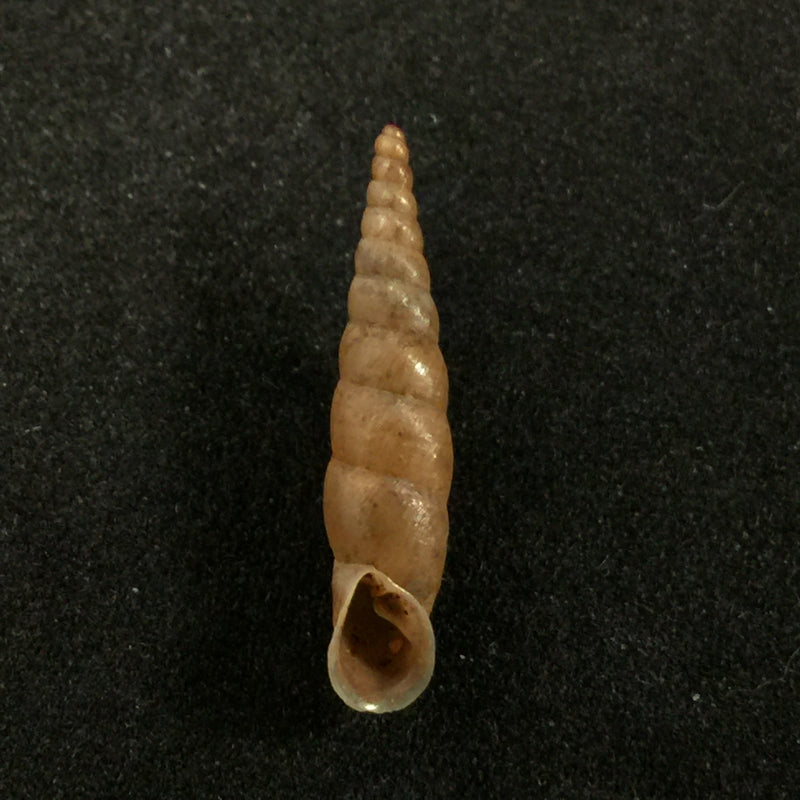 Phaedusa filicostata Stoliczka, 1873 - 22,3mm