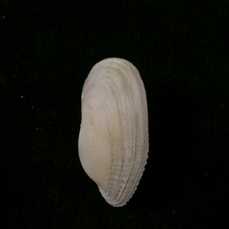Petricola denticulata G. B. Sowerby I, 1834 - 26,4mm