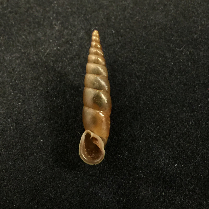 Phaedusa filicostata Stoliczka, 1873 - 19,2mm