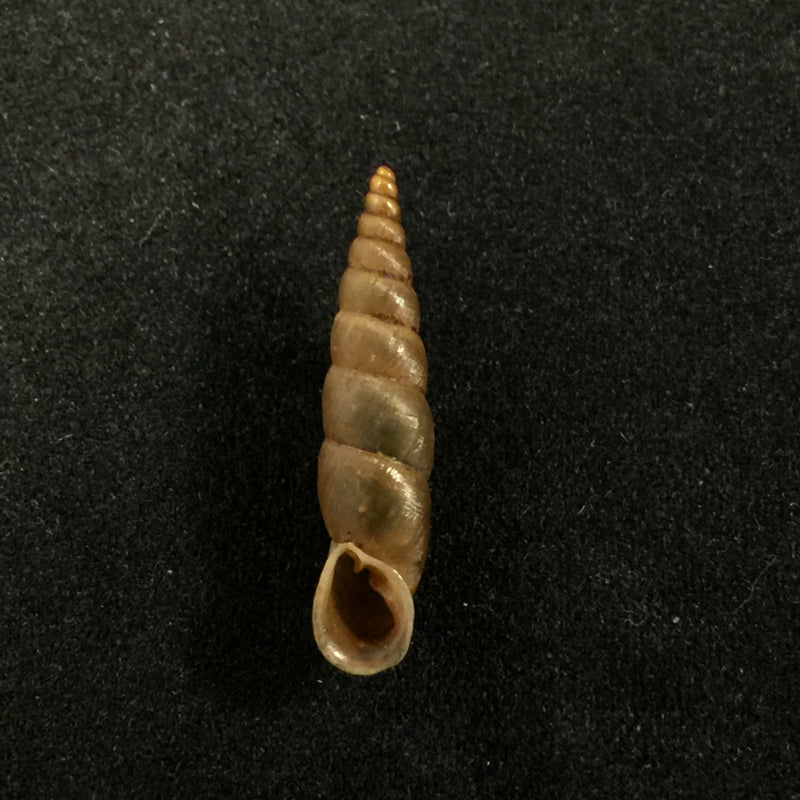 Phaedusa filicostata Stoliczka, 1873 - 19,4mm