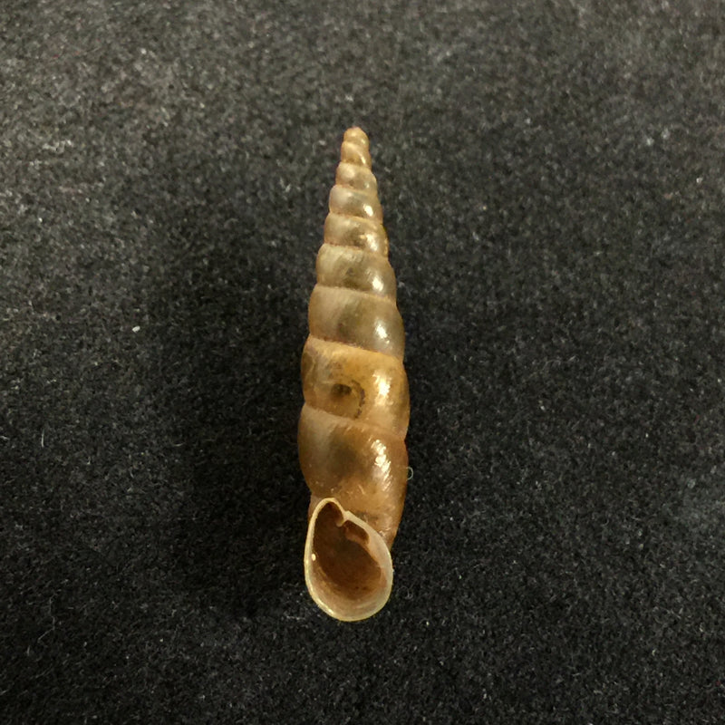 Phaedusa filicostata lucens Loosjes, 1953 - 18,6mm