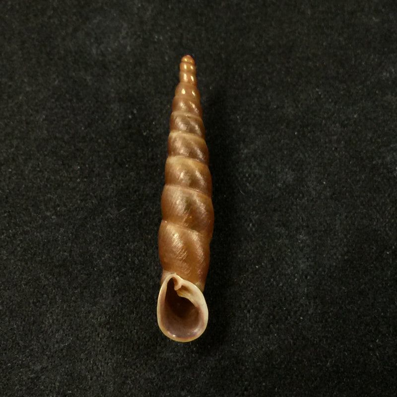 Phaedusa kelantanensis (Sykes, 1902) - 29,4mm