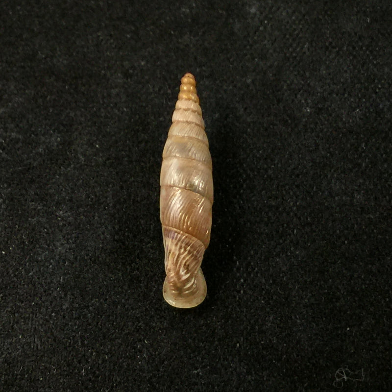 Albinaria papillifera papillifera Nordseick, 1993 - 18,9mm