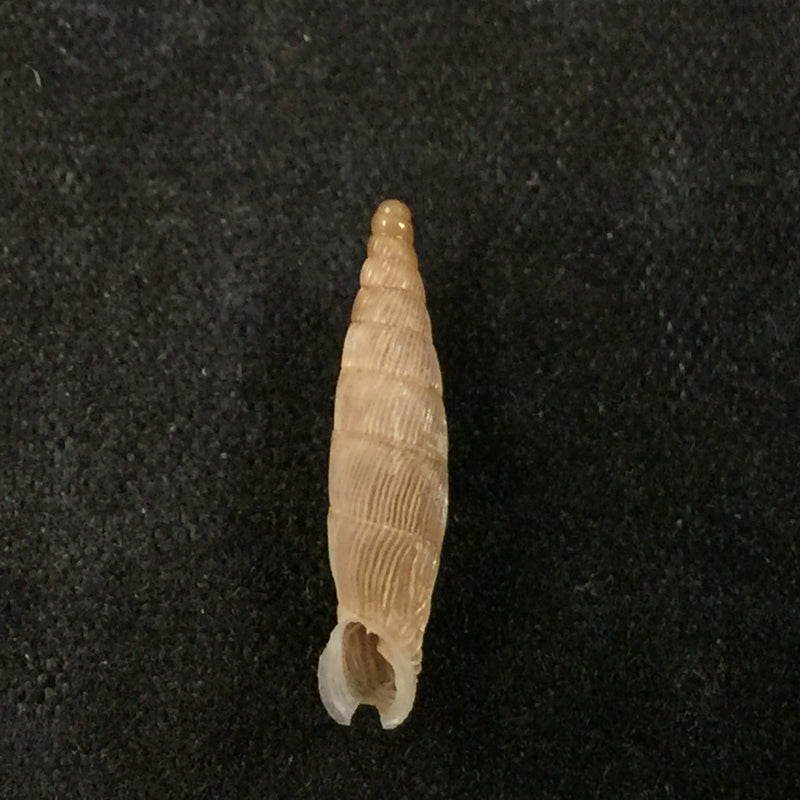 Albinaria lycica phaselis H. Nordesick, 1993 - 16,3mm