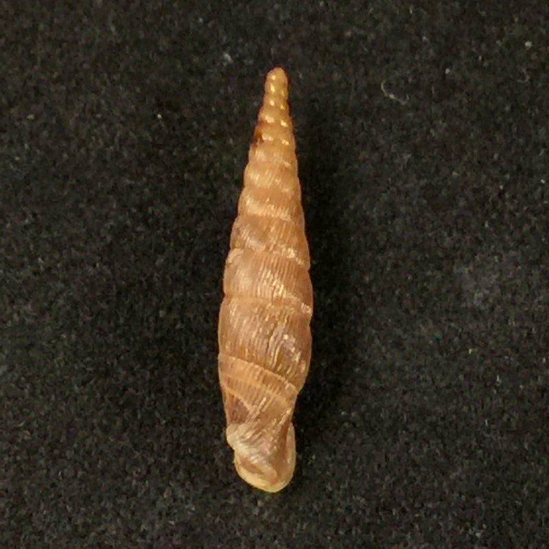 Galeata tumluensis H Nordsieck, 1994 - 18,6mm