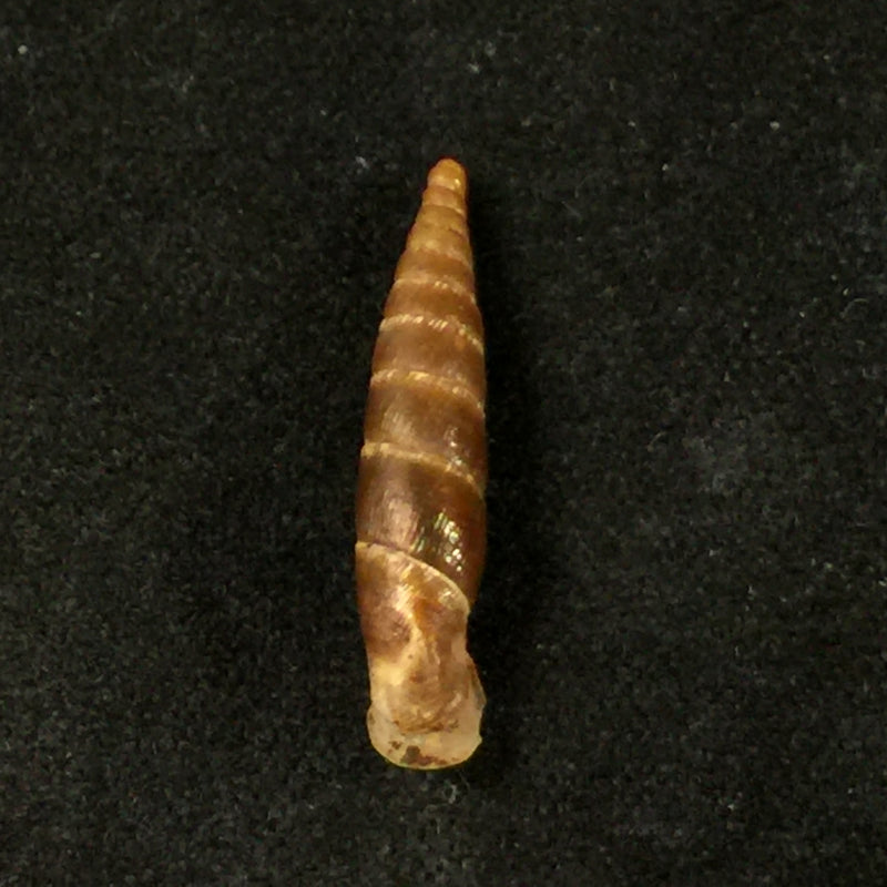 Cristataria leprevieri (Pallary, 1929) - 20,1mm