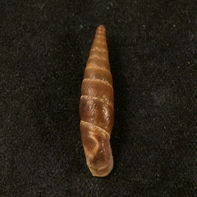 Cristataria leprevieri (Pallary, 1929) - 21,2mm